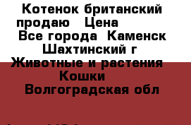 Котенок британский продаю › Цена ­ 3 000 - Все города, Каменск-Шахтинский г. Животные и растения » Кошки   . Волгоградская обл.